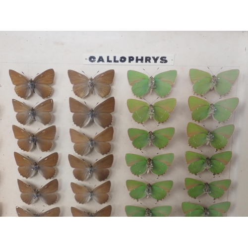 673 - A fine Victorian Lepidoptery Collection of 58 species of British Butterflies including extinct and r... 