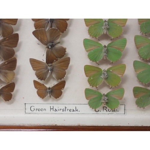 673 - A fine Victorian Lepidoptery Collection of 58 species of British Butterflies including extinct and r... 