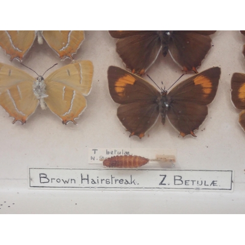 673 - A fine Victorian Lepidoptery Collection of 58 species of British Butterflies including extinct and r... 