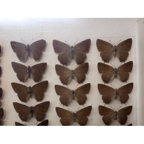 673 - A fine Victorian Lepidoptery Collection of 58 species of British Butterflies including extinct and r... 