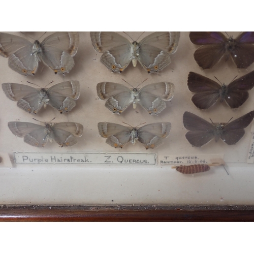 673 - A fine Victorian Lepidoptery Collection of 58 species of British Butterflies including extinct and r... 