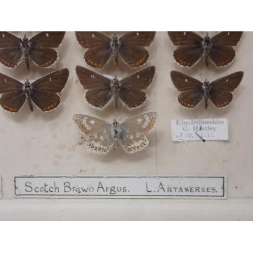 673 - A fine Victorian Lepidoptery Collection of 58 species of British Butterflies including extinct and r... 