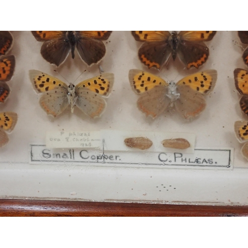 673 - A fine Victorian Lepidoptery Collection of 58 species of British Butterflies including extinct and r... 