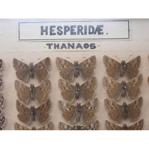 673 - A fine Victorian Lepidoptery Collection of 58 species of British Butterflies including extinct and r... 