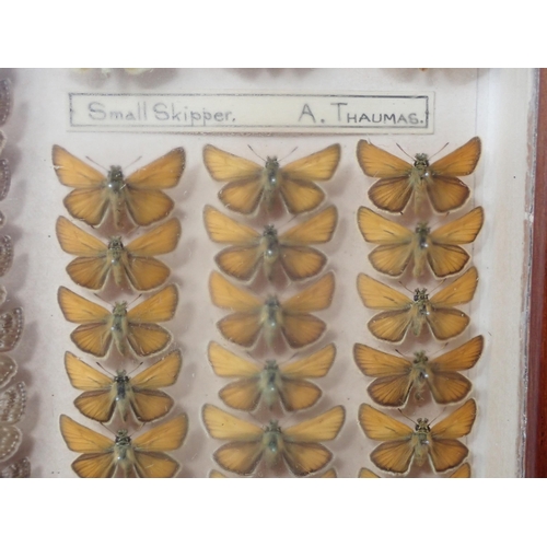 673 - A fine Victorian Lepidoptery Collection of 58 species of British Butterflies including extinct and r... 