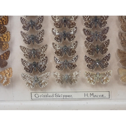 673 - A fine Victorian Lepidoptery Collection of 58 species of British Butterflies including extinct and r... 