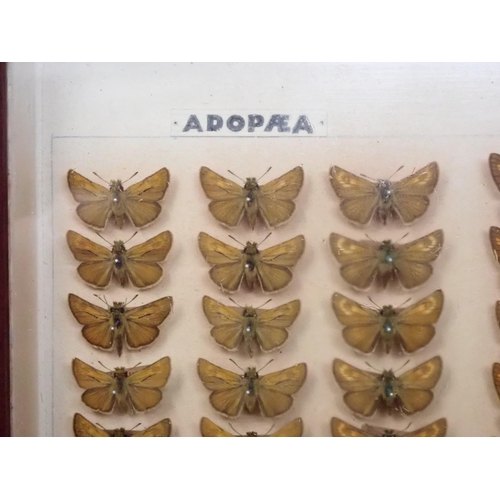 673 - A fine Victorian Lepidoptery Collection of 58 species of British Butterflies including extinct and r... 