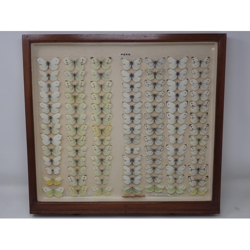 673 - A fine Victorian Lepidoptery Collection of 58 species of British Butterflies including extinct and r... 