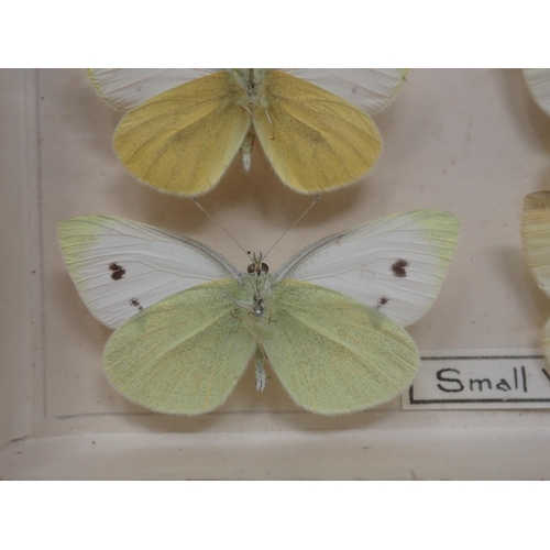 673 - A fine Victorian Lepidoptery Collection of 58 species of British Butterflies including extinct and r... 