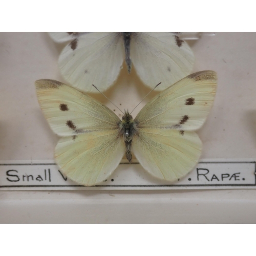 673 - A fine Victorian Lepidoptery Collection of 58 species of British Butterflies including extinct and r... 