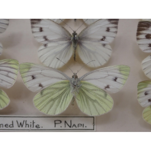 673 - A fine Victorian Lepidoptery Collection of 58 species of British Butterflies including extinct and r... 