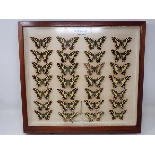 673 - A fine Victorian Lepidoptery Collection of 58 species of British Butterflies including extinct and r... 