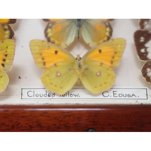 673 - A fine Victorian Lepidoptery Collection of 58 species of British Butterflies including extinct and r... 