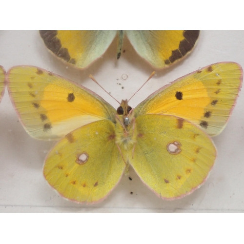 673 - A fine Victorian Lepidoptery Collection of 58 species of British Butterflies including extinct and r... 