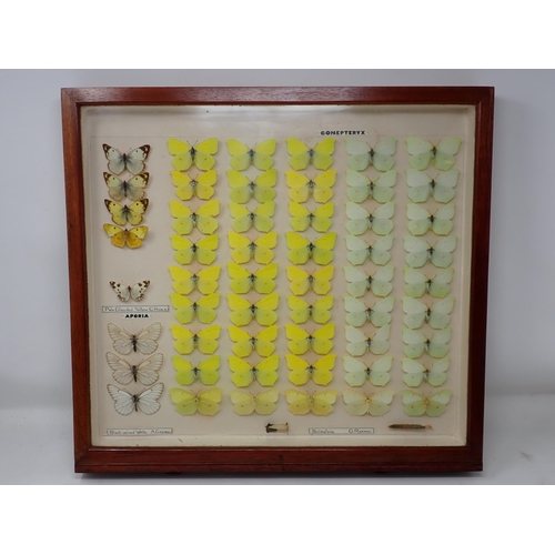 673 - A fine Victorian Lepidoptery Collection of 58 species of British Butterflies including extinct and r... 