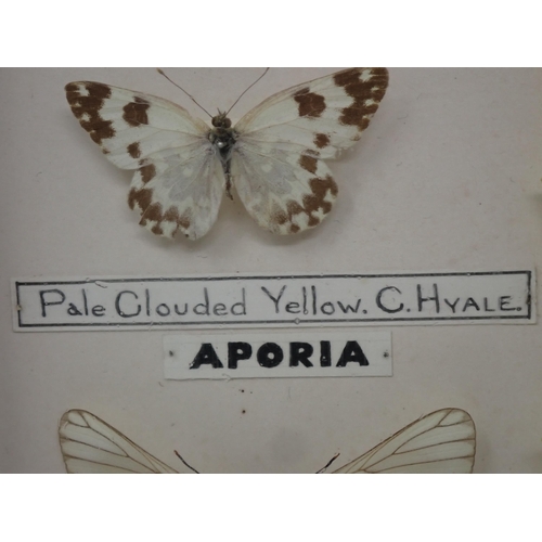 673 - A fine Victorian Lepidoptery Collection of 58 species of British Butterflies including extinct and r... 