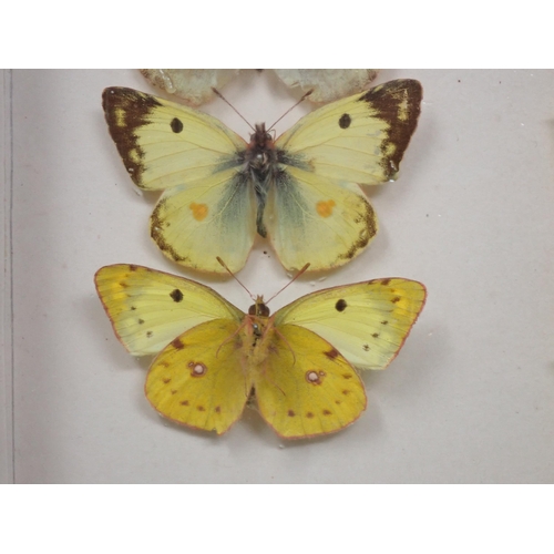 673 - A fine Victorian Lepidoptery Collection of 58 species of British Butterflies including extinct and r... 