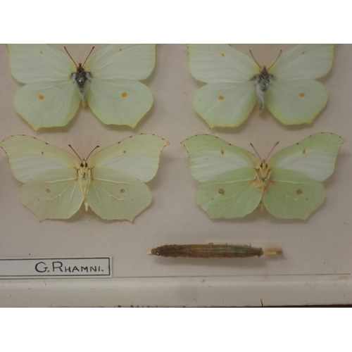 673 - A fine Victorian Lepidoptery Collection of 58 species of British Butterflies including extinct and r... 