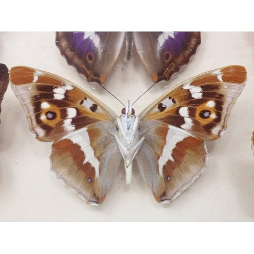 673 - A fine Victorian Lepidoptery Collection of 58 species of British Butterflies including extinct and r... 