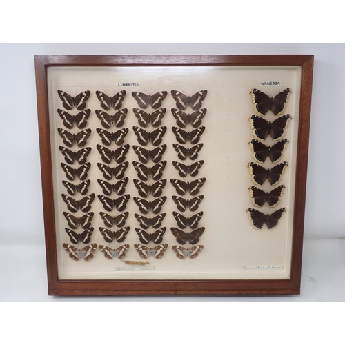 673 - A fine Victorian Lepidoptery Collection of 58 species of British Butterflies including extinct and r... 