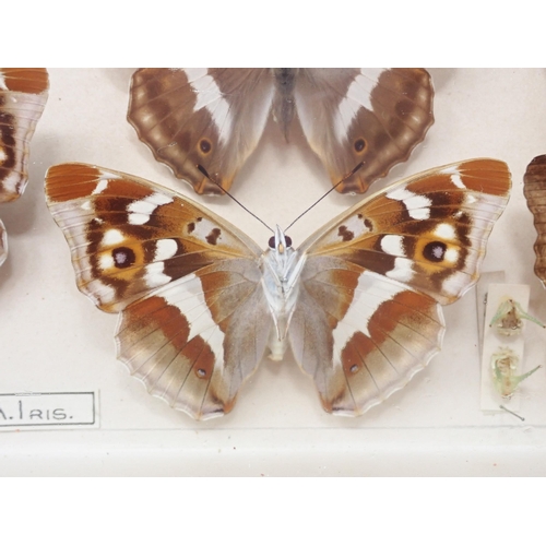 673 - A fine Victorian Lepidoptery Collection of 58 species of British Butterflies including extinct and r... 