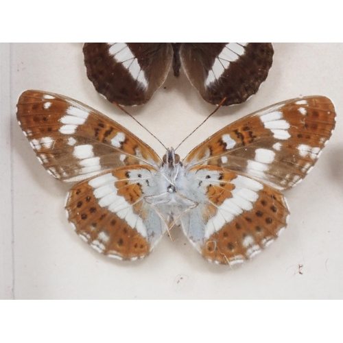 673 - A fine Victorian Lepidoptery Collection of 58 species of British Butterflies including extinct and r... 