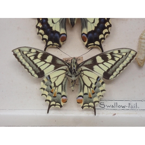 673 - A fine Victorian Lepidoptery Collection of 58 species of British Butterflies including extinct and r... 