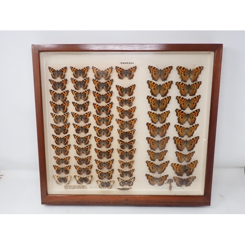 673 - A fine Victorian Lepidoptery Collection of 58 species of British Butterflies including extinct and r... 