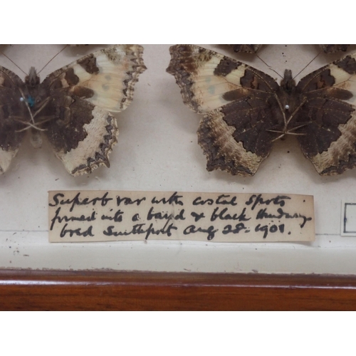 673 - A fine Victorian Lepidoptery Collection of 58 species of British Butterflies including extinct and r... 