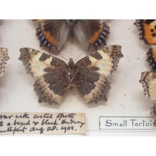 673 - A fine Victorian Lepidoptery Collection of 58 species of British Butterflies including extinct and r... 