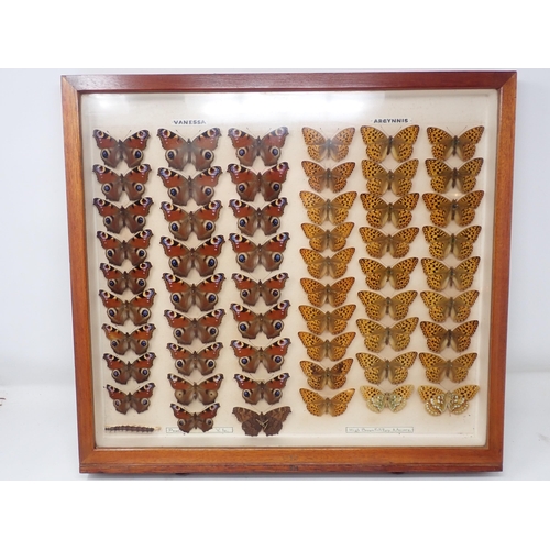 673 - A fine Victorian Lepidoptery Collection of 58 species of British Butterflies including extinct and r... 