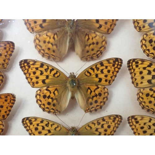 673 - A fine Victorian Lepidoptery Collection of 58 species of British Butterflies including extinct and r... 