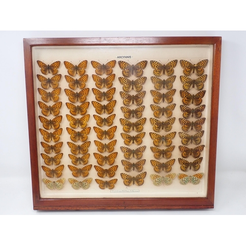 673 - A fine Victorian Lepidoptery Collection of 58 species of British Butterflies including extinct and r... 