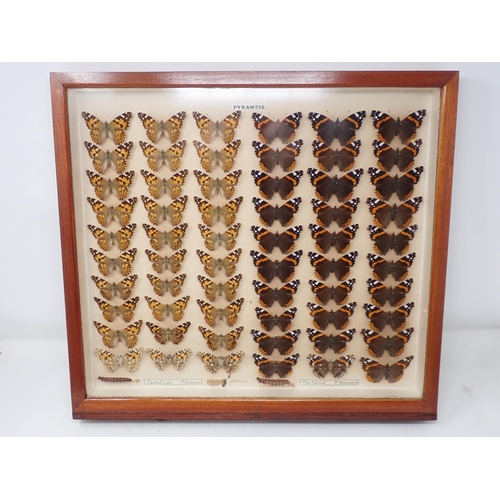 673 - A fine Victorian Lepidoptery Collection of 58 species of British Butterflies including extinct and r... 