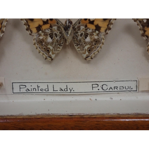 673 - A fine Victorian Lepidoptery Collection of 58 species of British Butterflies including extinct and r... 