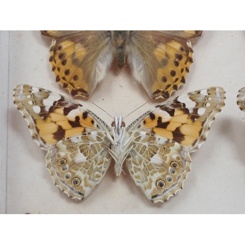 673 - A fine Victorian Lepidoptery Collection of 58 species of British Butterflies including extinct and r... 