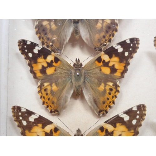 673 - A fine Victorian Lepidoptery Collection of 58 species of British Butterflies including extinct and r... 