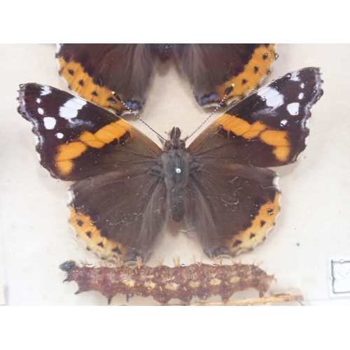 673 - A fine Victorian Lepidoptery Collection of 58 species of British Butterflies including extinct and r... 