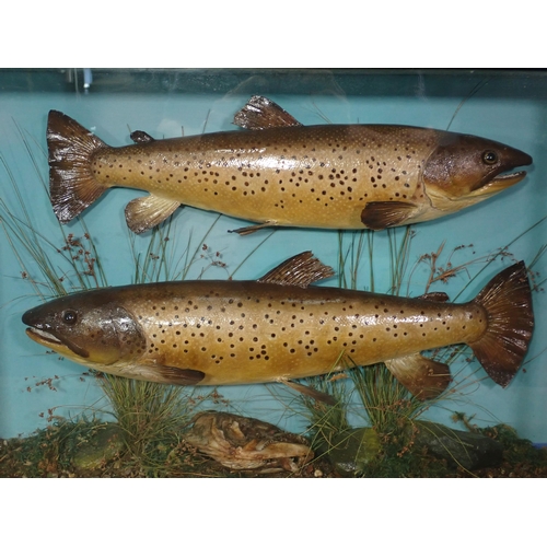 679 - An antique ebonised and glazed taxidermy Case displaying two Brown Trout bearing Macleay of Invernes... 