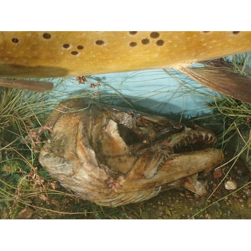 679 - An antique ebonised and glazed taxidermy Case displaying two Brown Trout bearing Macleay of Invernes... 