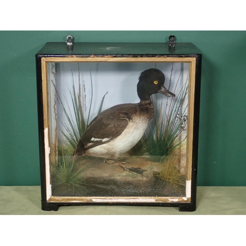 680 - An antique ebonised and glazed taxidermy Case by Hutchings of Aberystwyth displaying a 1st winter dr... 