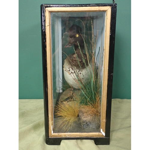 680 - An antique ebonised and glazed taxidermy Case by Hutchings of Aberystwyth displaying a 1st winter dr... 