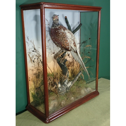 682 - A glazed taxidermy Case in the manner of Armistead displaying a partially leucistic cock Pheasant 2f... 