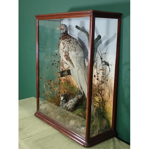 682 - A glazed taxidermy Case in the manner of Armistead displaying a partially leucistic cock Pheasant 2f... 