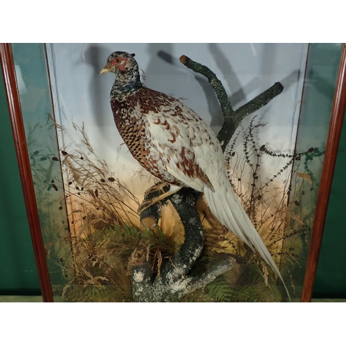 682 - A glazed taxidermy Case in the manner of Armistead displaying a partially leucistic cock Pheasant 2f... 