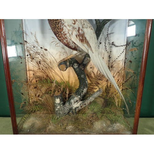 682 - A glazed taxidermy Case in the manner of Armistead displaying a partially leucistic cock Pheasant 2f... 