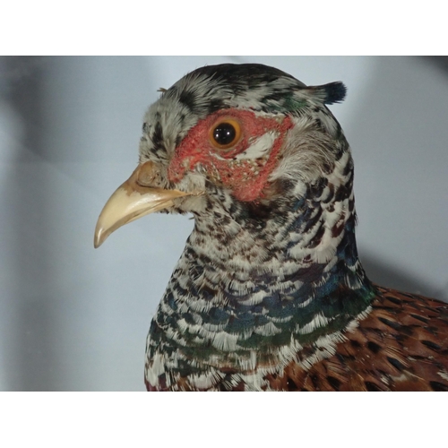 682 - A glazed taxidermy Case in the manner of Armistead displaying a partially leucistic cock Pheasant 2f... 