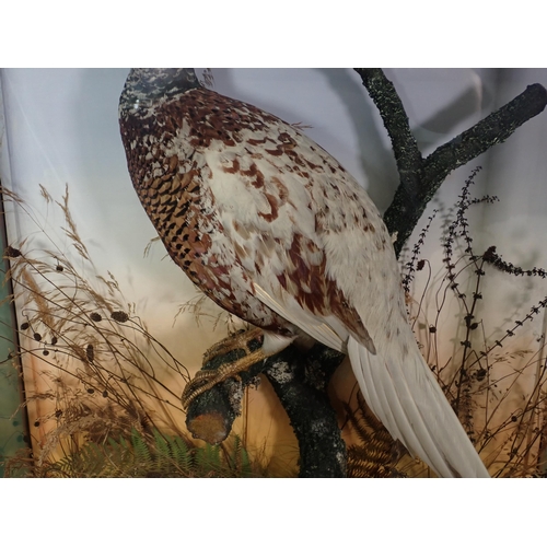 682 - A glazed taxidermy Case in the manner of Armistead displaying a partially leucistic cock Pheasant 2f... 