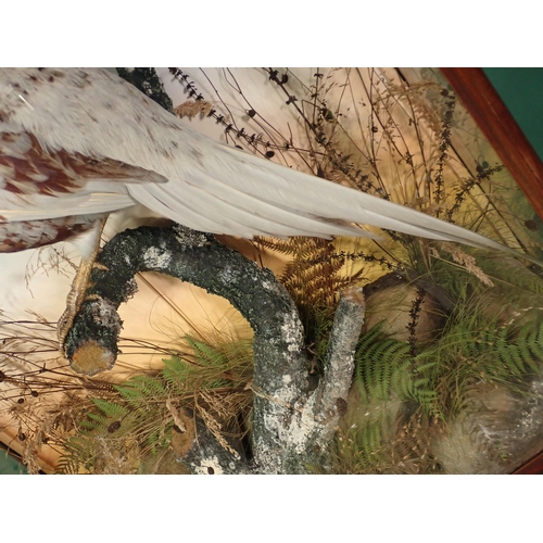 682 - A glazed taxidermy Case in the manner of Armistead displaying a partially leucistic cock Pheasant 2f... 