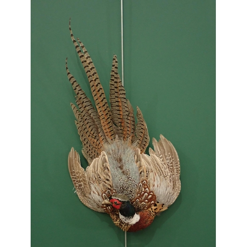 683 - A taxidermy wall mounted cock Pheasant